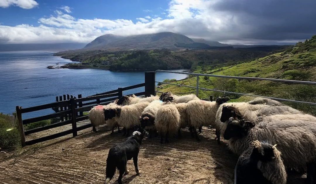 I custodi delle pecore dalla faccia nera del Connemara